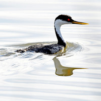 Western grebe
