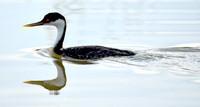 Western grebe