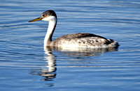 Western grebe
