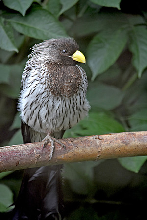Western grey plantain eater