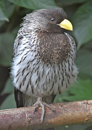 Western grey plantain eater