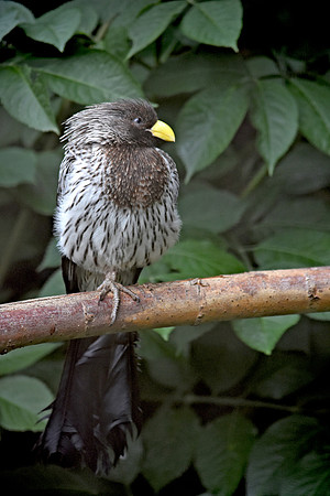 Western grey plantain eater