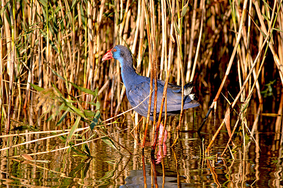 Western swamphen