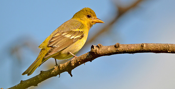 Western tanager, female