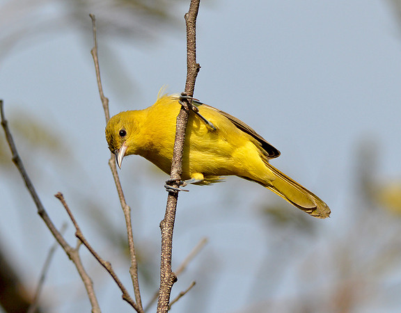 Western tanager, female