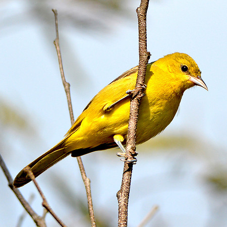 Western tanager, female
