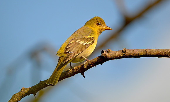 Western tanager, female