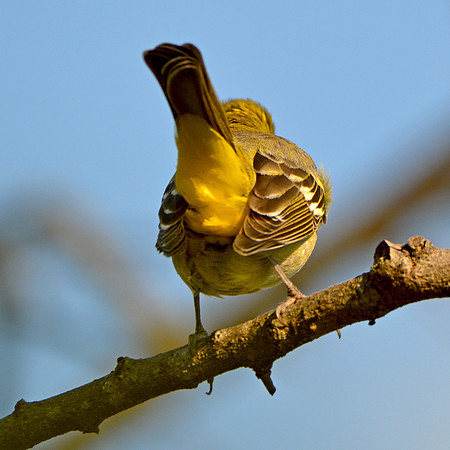 Western tanager, female
