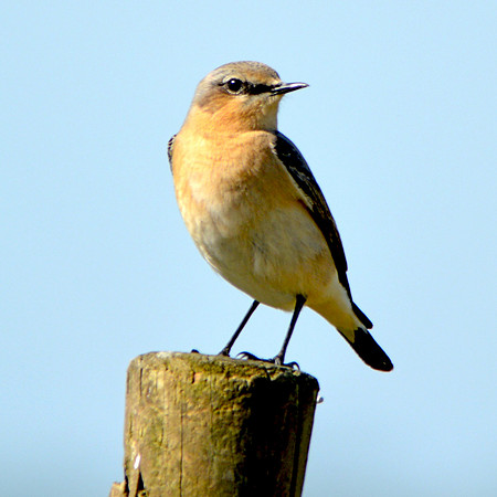 Wheatear