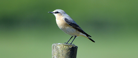 Wheatear