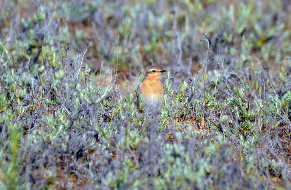 Wheatear