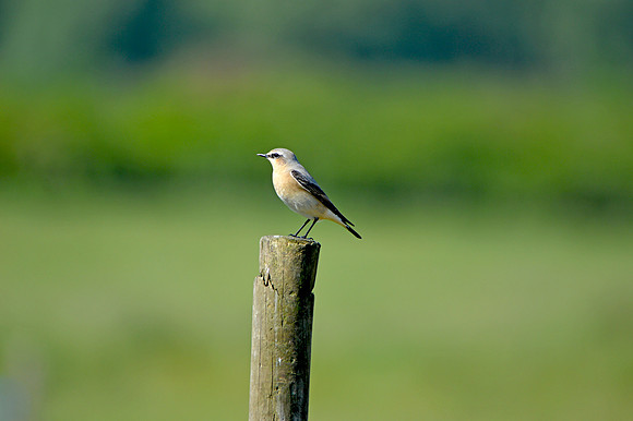 Wheatear