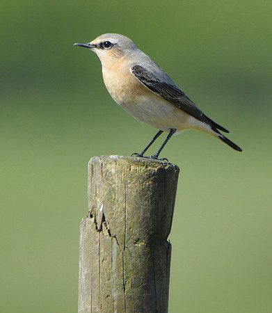 Wheatear