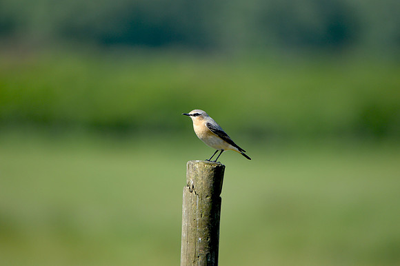 Wheatear