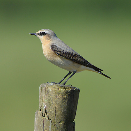 Wheatear