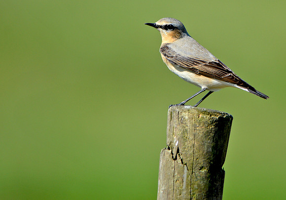Wheatear