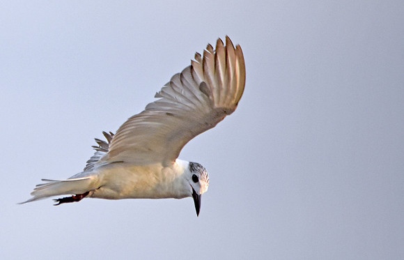 Whiskered tern