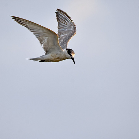 Whiskered tern