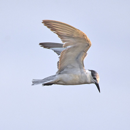 Whiskered tern