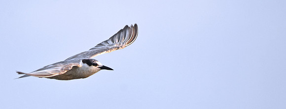 Whiskered tern