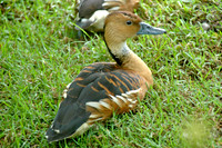 Fulvous whistling duck