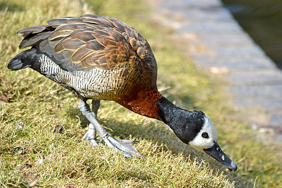 White faced whistling duck