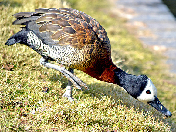 White faced whistling duck