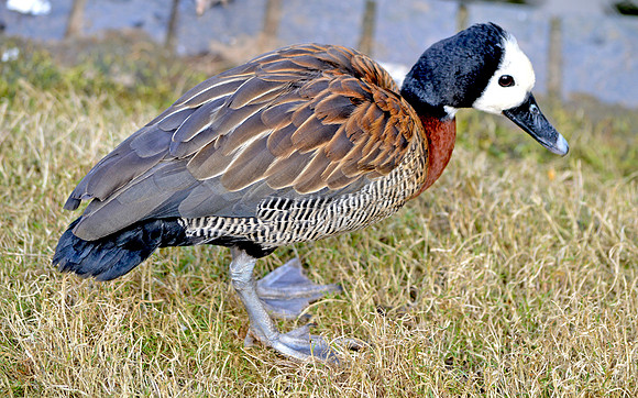 White faced whistling duck