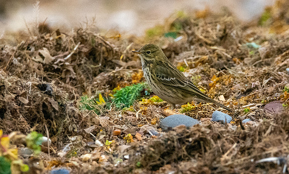 Rock pipit