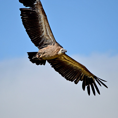 White backed vulture