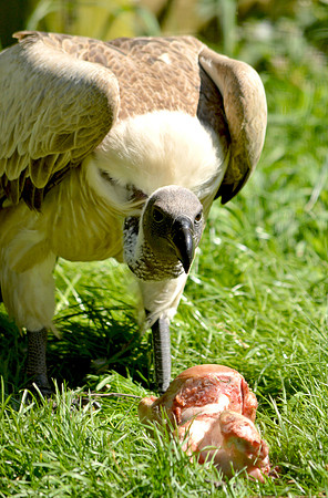 White backed vulture