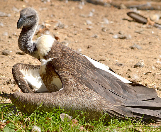 White backed vulture