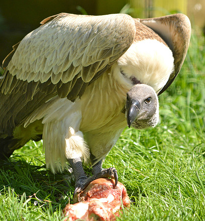White backed vulture