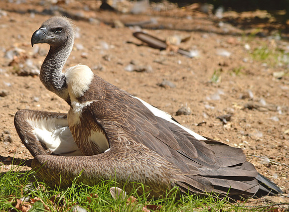 White backed vulture