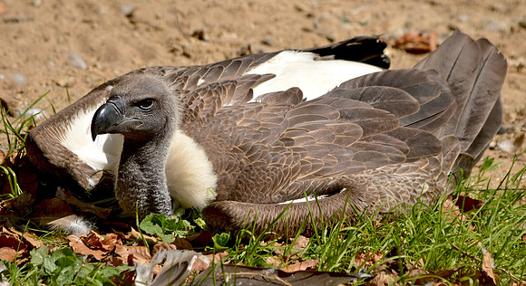 White backed vulture