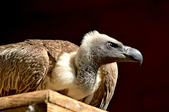 White backed vulture