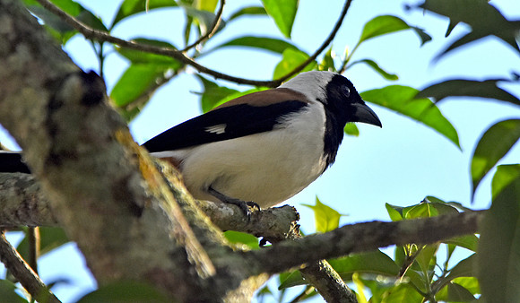 White bellied treepie