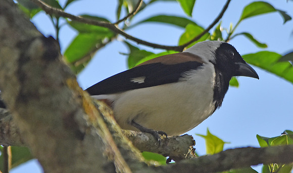 White bellied treepie