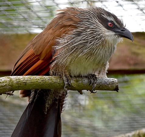 White browed coucal