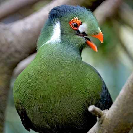 White cheeked turaco