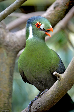 White cheeked turaco