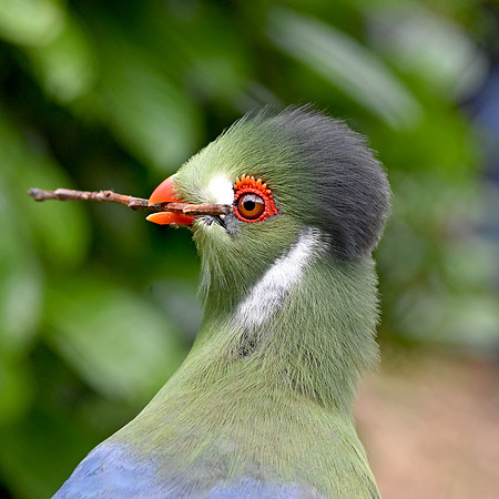White cheeked turaco