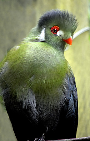 White cheeked turaco
