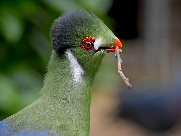 White cheeked turaco