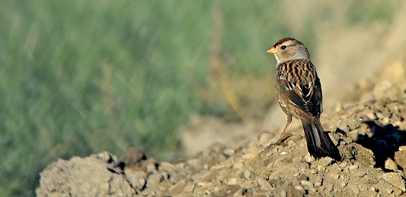 Gambel's white crowned sparrow