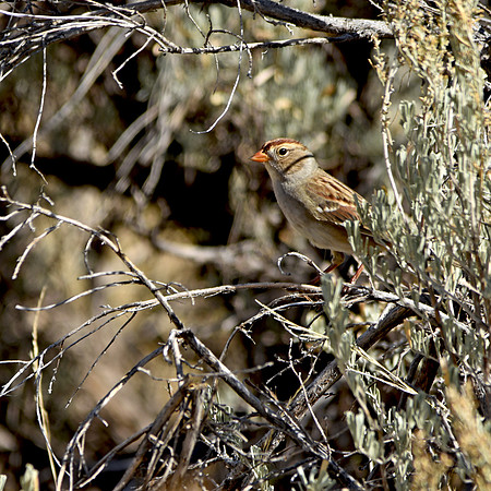 Gambel's white crowned sparrow