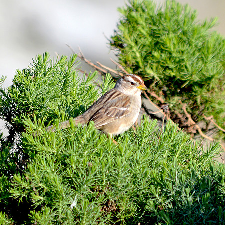 White crowned sparrow