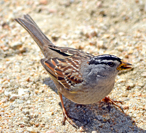 White crowned sparrow