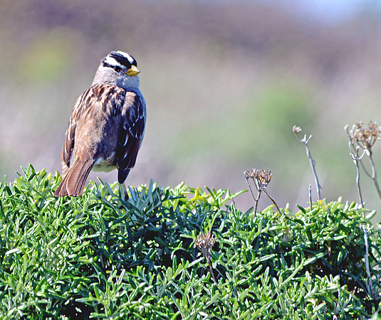 White crowned sparrow