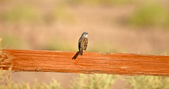 White crowned sparrow